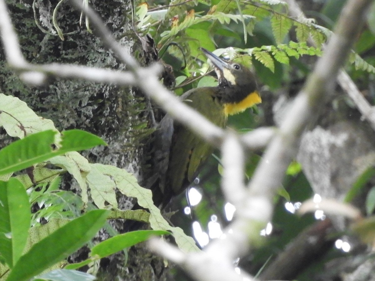 Greater Yellownape - ML643646157