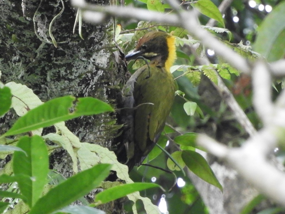 Greater Yellownape - ML643646158