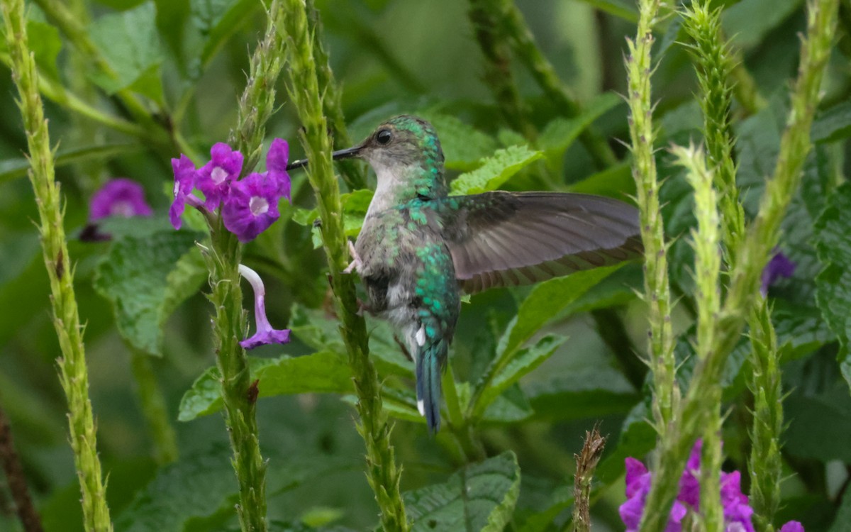 Crowned Woodnymph - ML643646163