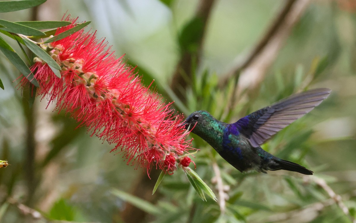 Crowned Woodnymph - ML643646164