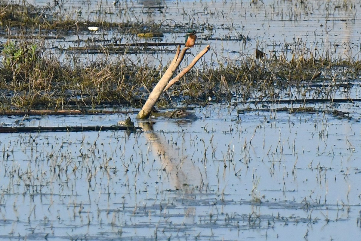 Common Kingfisher - ML643646168