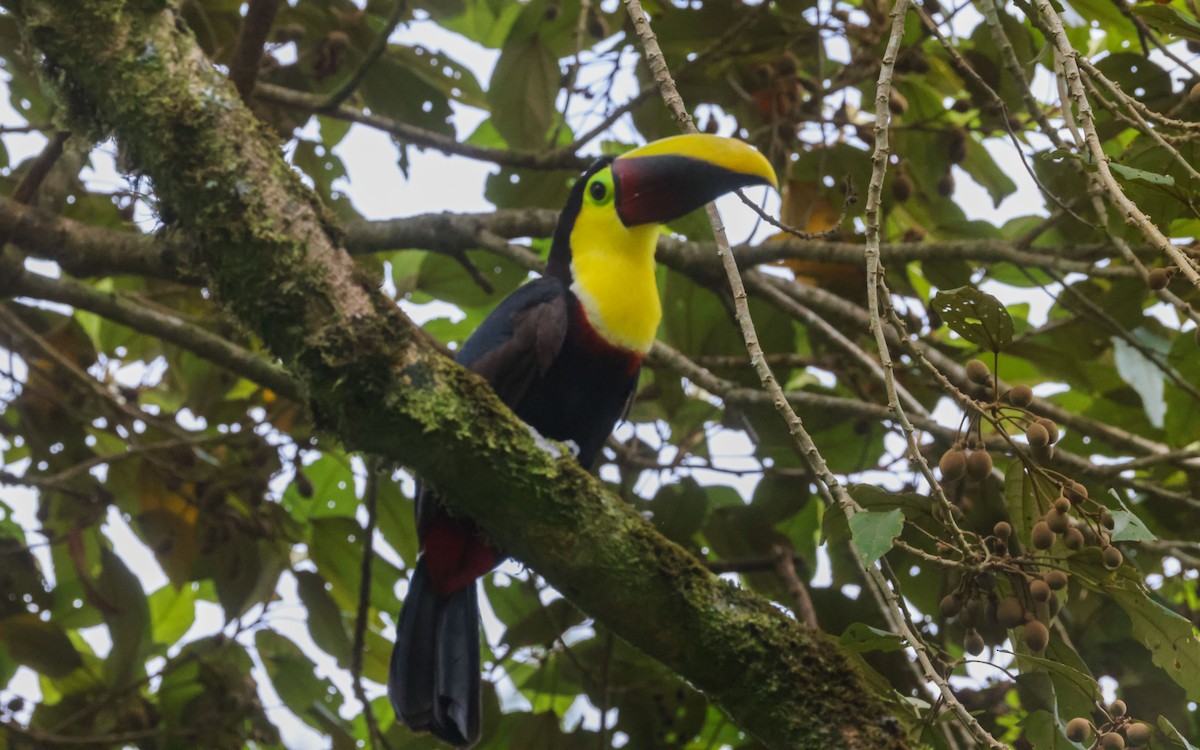 Yellow-throated Toucan - ML643646172