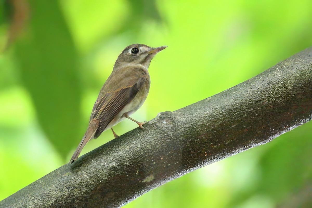 Brown-breasted Flycatcher - ML643646174