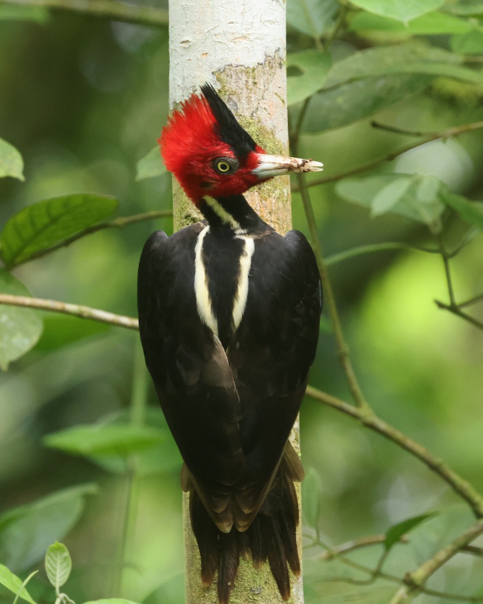 Pale-billed Woodpecker - ML643646176
