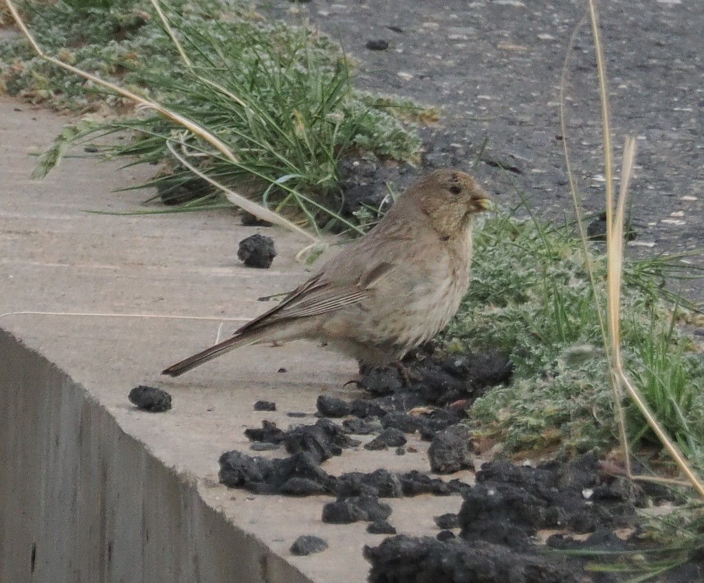 fjellrosenfink - ML643646177