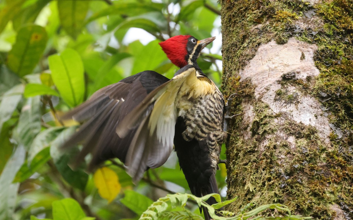 Lineated Woodpecker - ML643646187