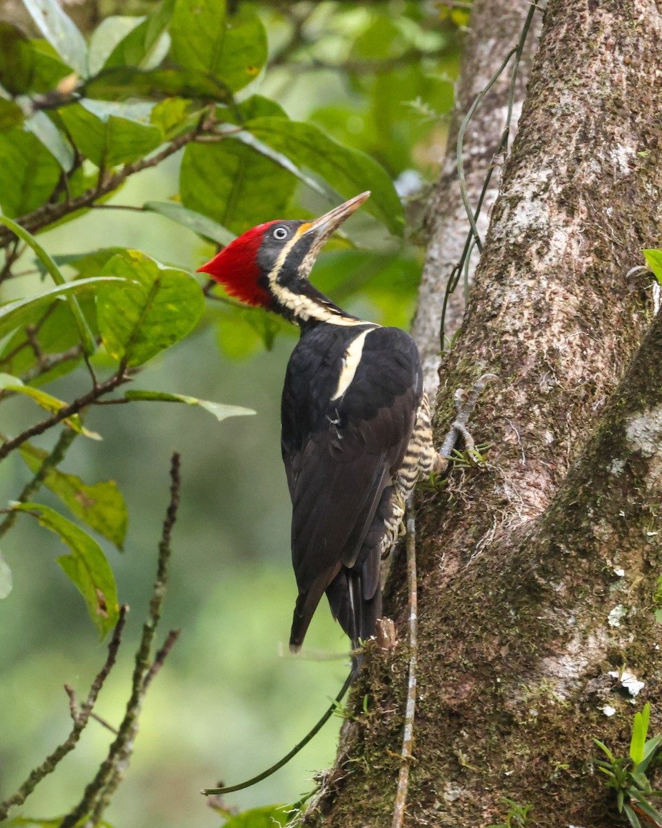 Lineated Woodpecker - ML643646188