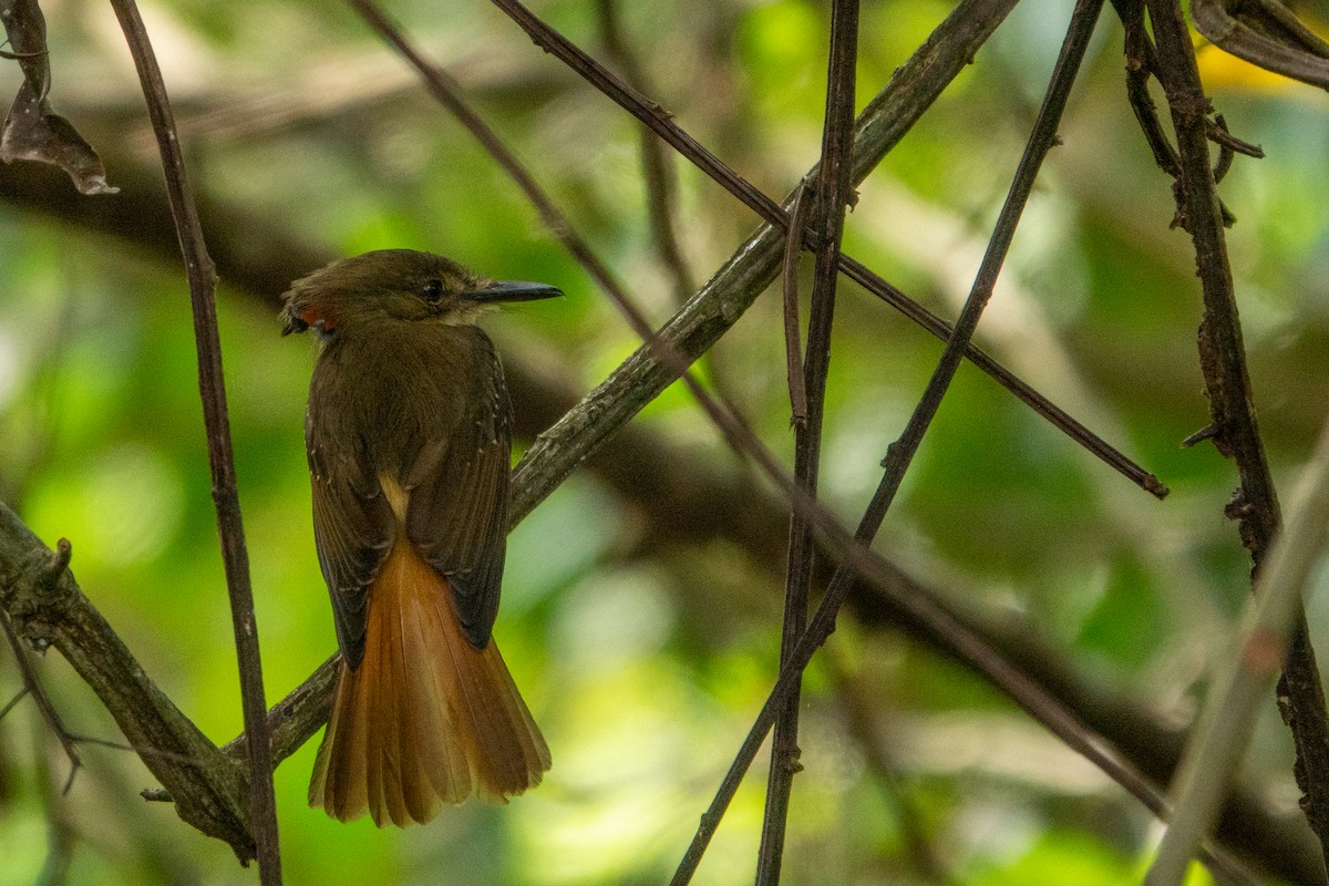 Tropical Royal Flycatcher - ML643646193