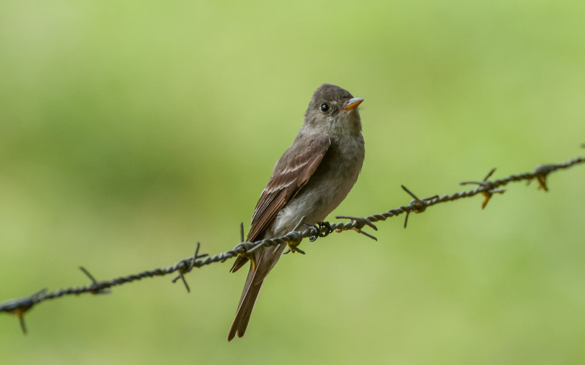 Eastern Wood-Pewee - ML643646194
