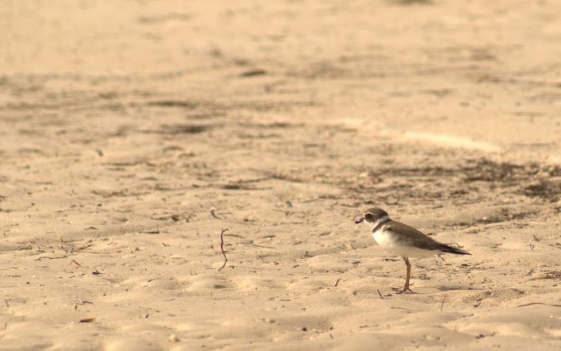 Semipalmated Plover - ML643646198