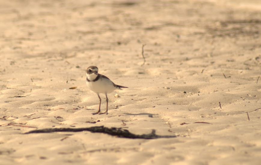 Semipalmated Plover - ML643646199