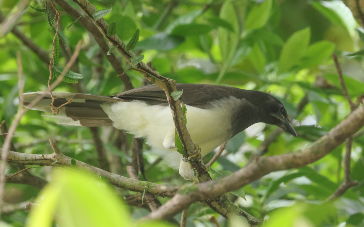 Brown Jay - ML643646202