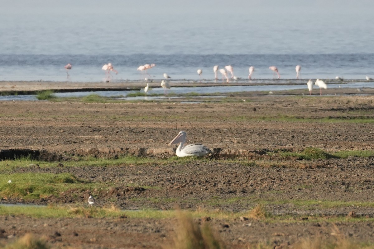Pink-backed Pelican - ML643646205