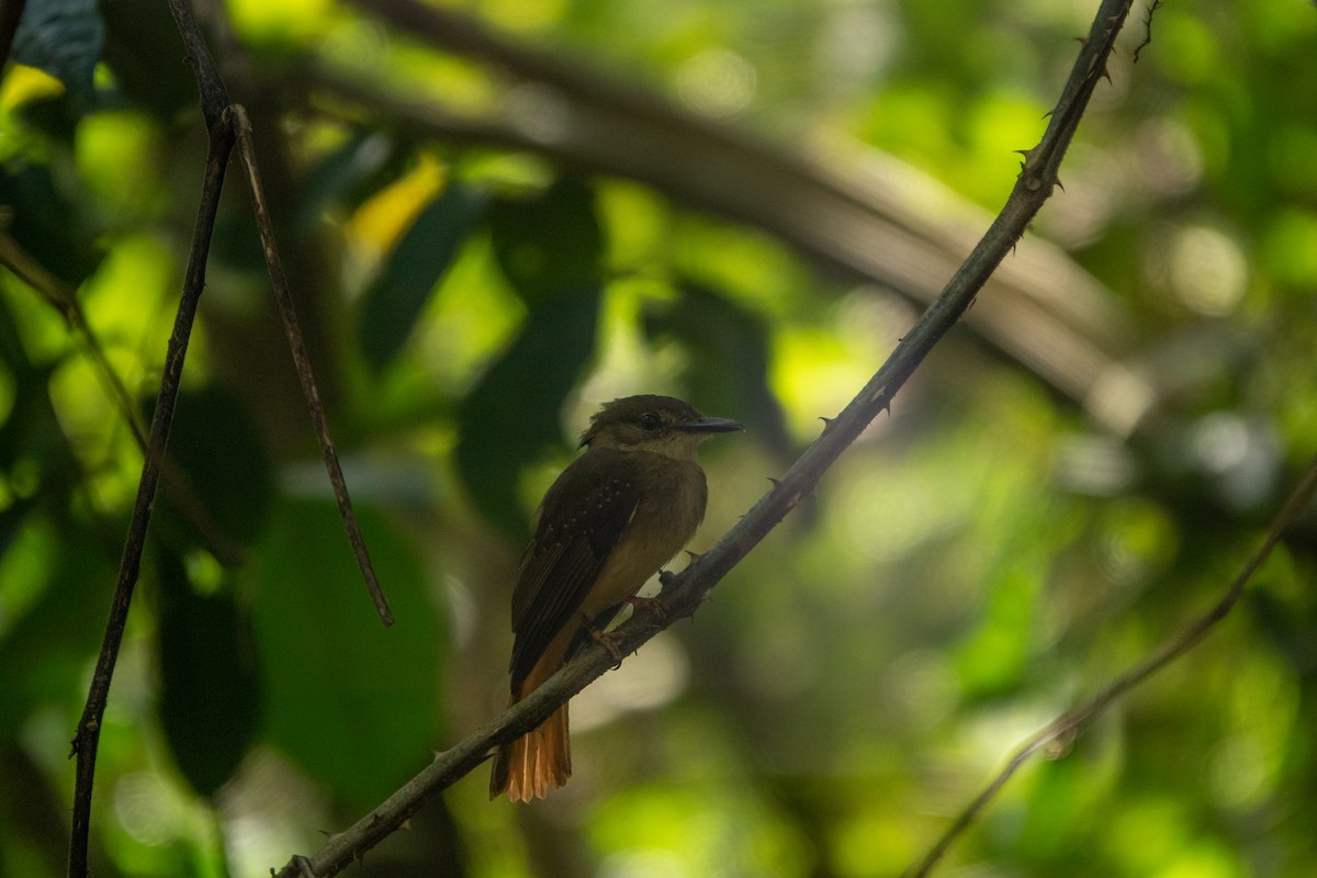 Tropical Royal Flycatcher - ML643646206
