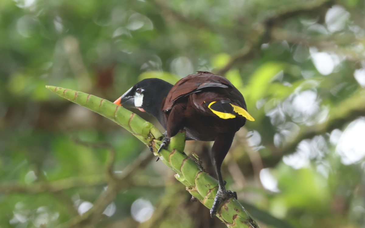 Montezuma Oropendola - ML643646207
