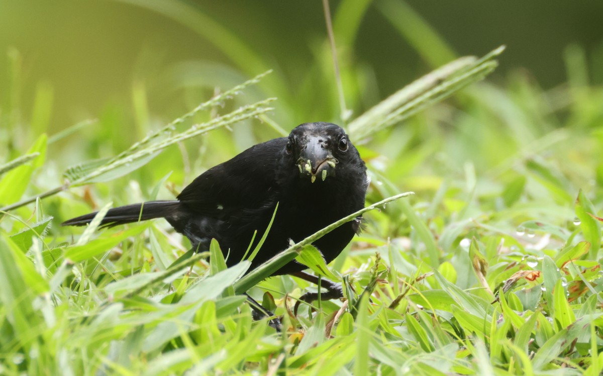 Variable Seedeater - ML643646209