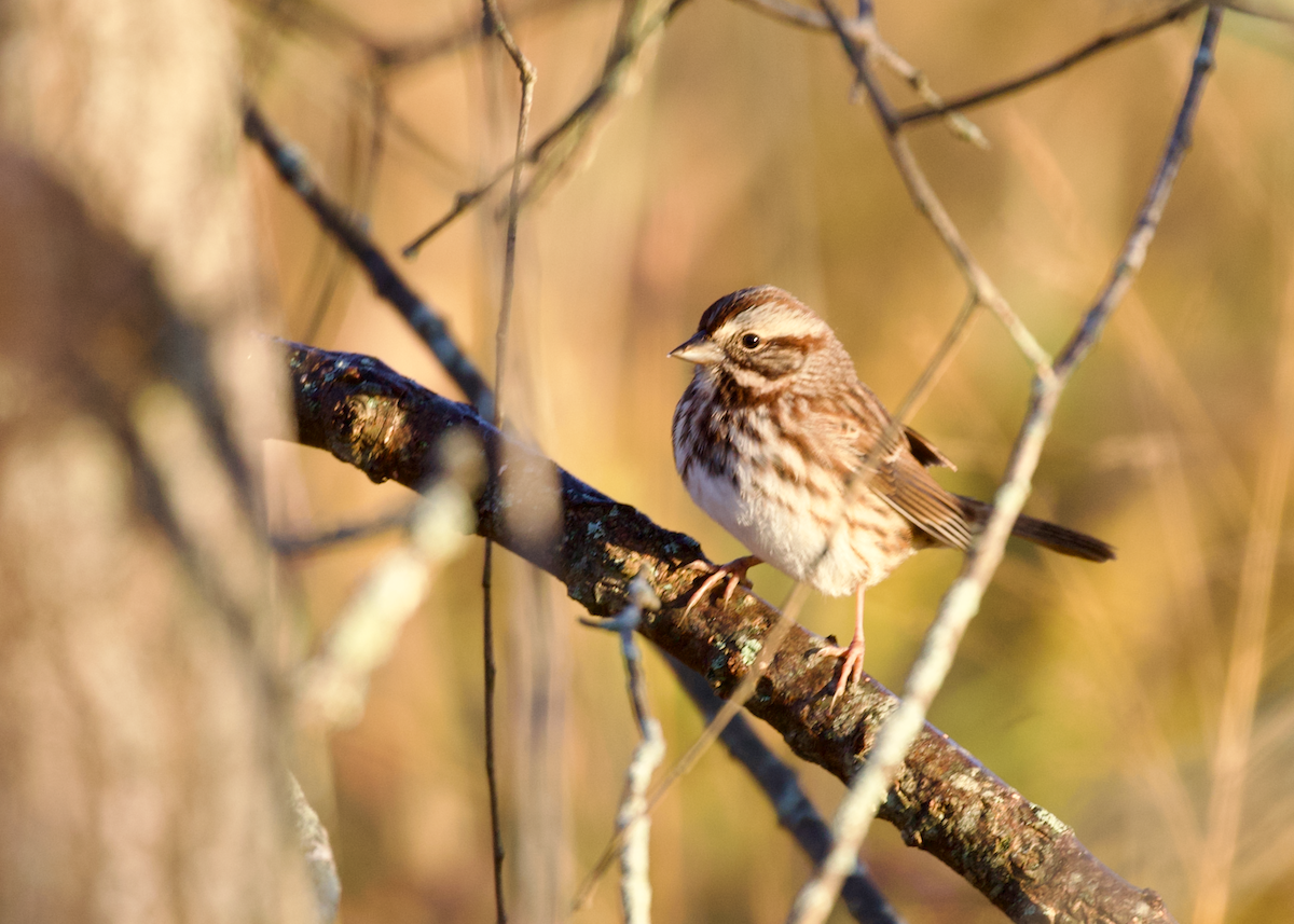 Song Sparrow - ML643646211