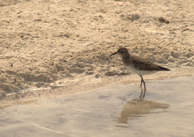 Least Sandpiper - ML643646219