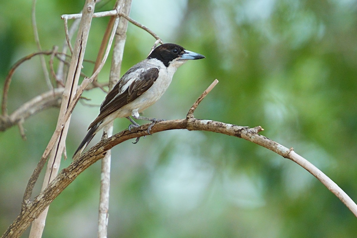 Silver-backed Butcherbird - ML643646221