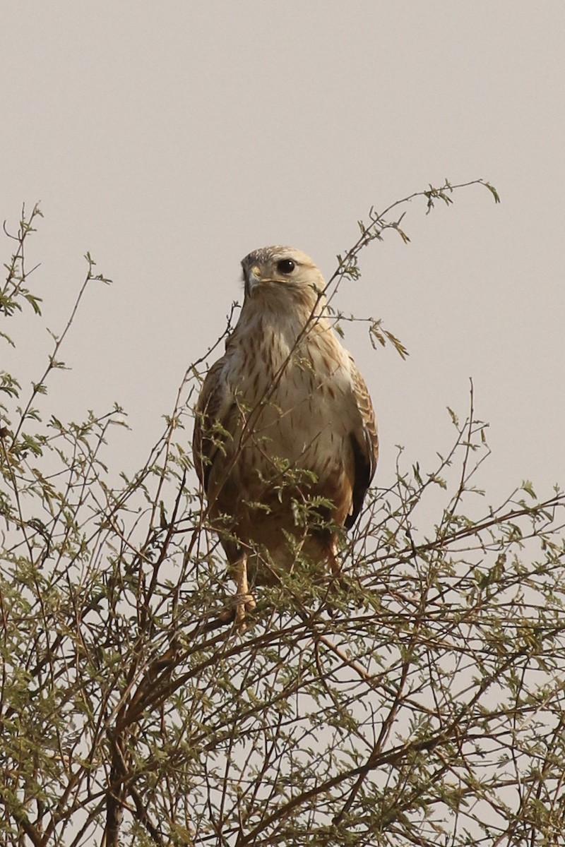 Long-legged Buzzard - ML643646222