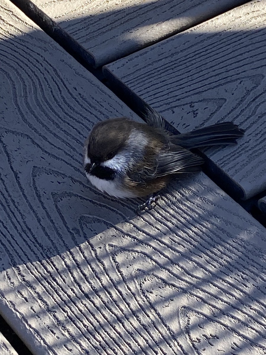 Boreal Chickadee - ML643646224