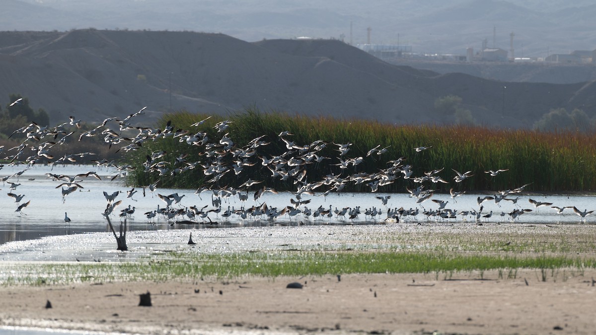 American Avocet - ML643646230