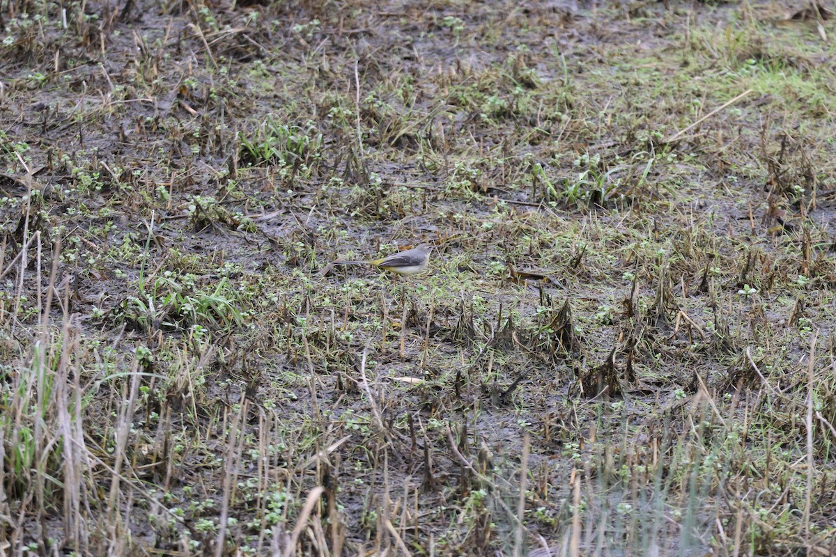 Gray Wagtail - ML643646236