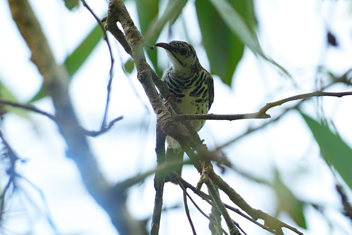Bar-breasted Honeyeater - ML643646241