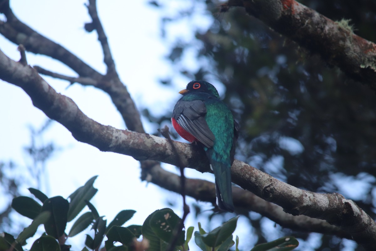 trogon škraboškový - ML643646242