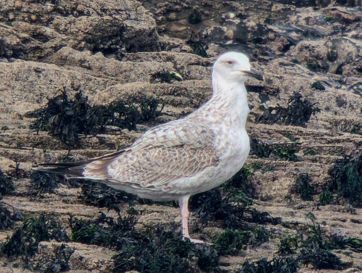 Caspian Gull - ML643646267