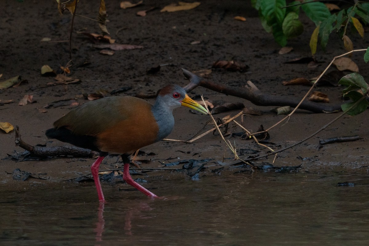 Russet-naped Wood-Rail - ML643646277