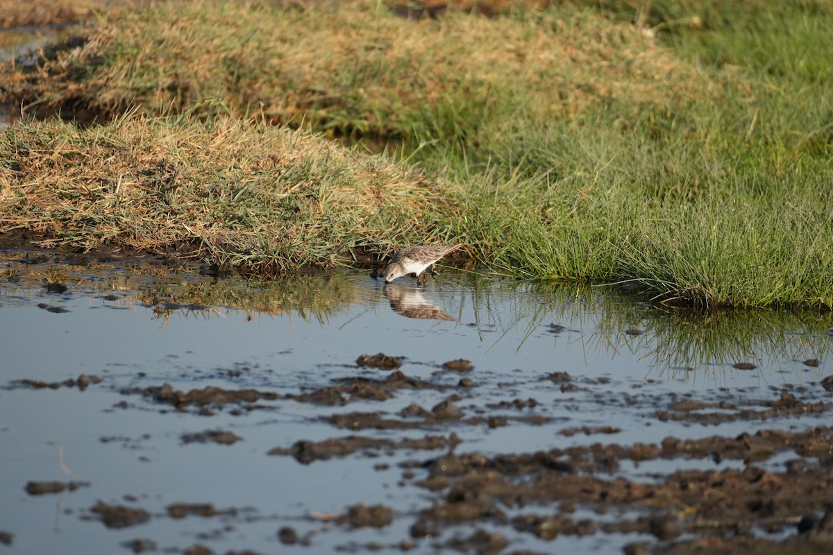 Little Stint - ML643646291