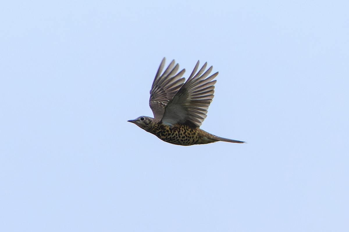Mistle Thrush - ML643646311