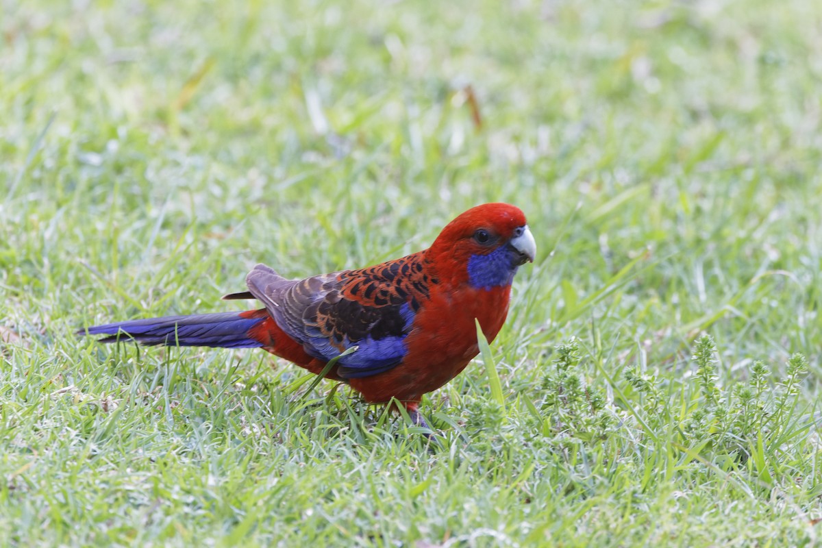 Crimson Rosella - ML643646319