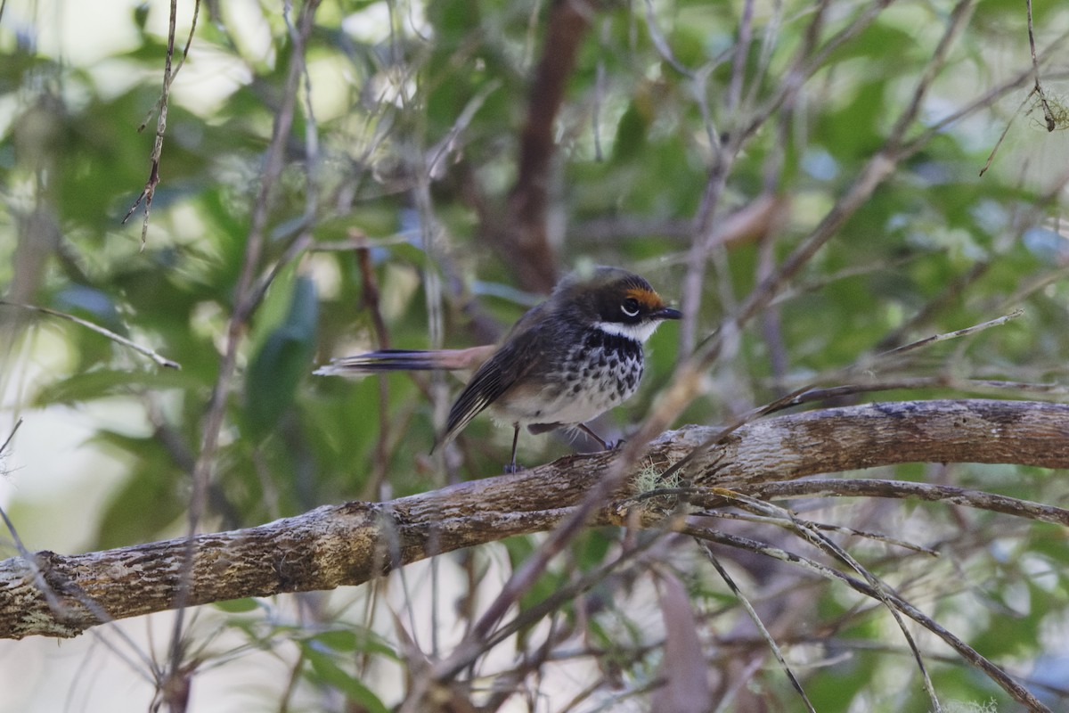 Australian Rufous Fantail - ML643646327