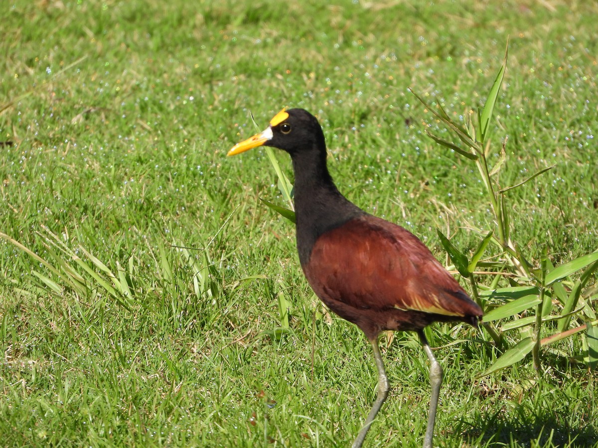 Northern Jacana - ML643646355