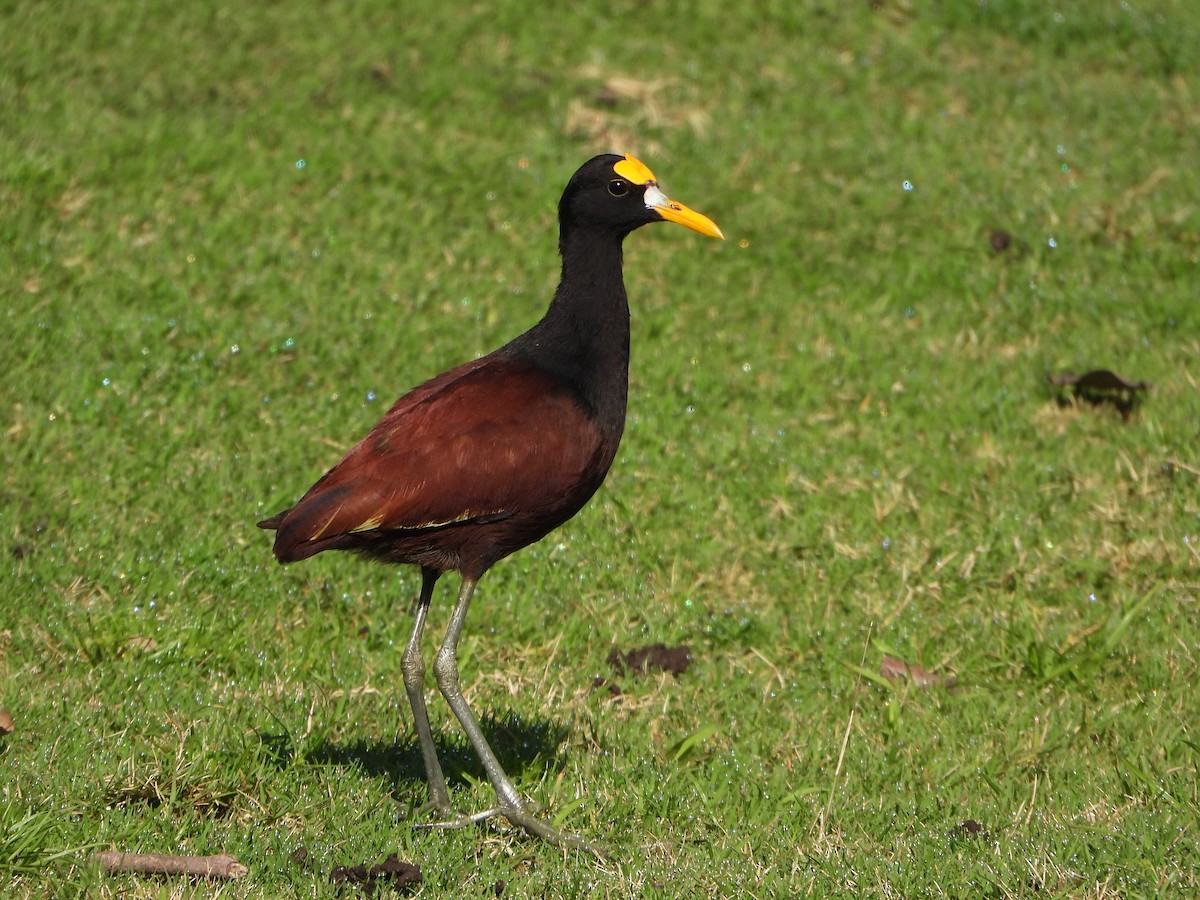 Northern Jacana - ML643646356