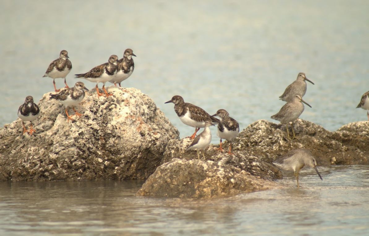 Greater Yellowlegs - ML643646370