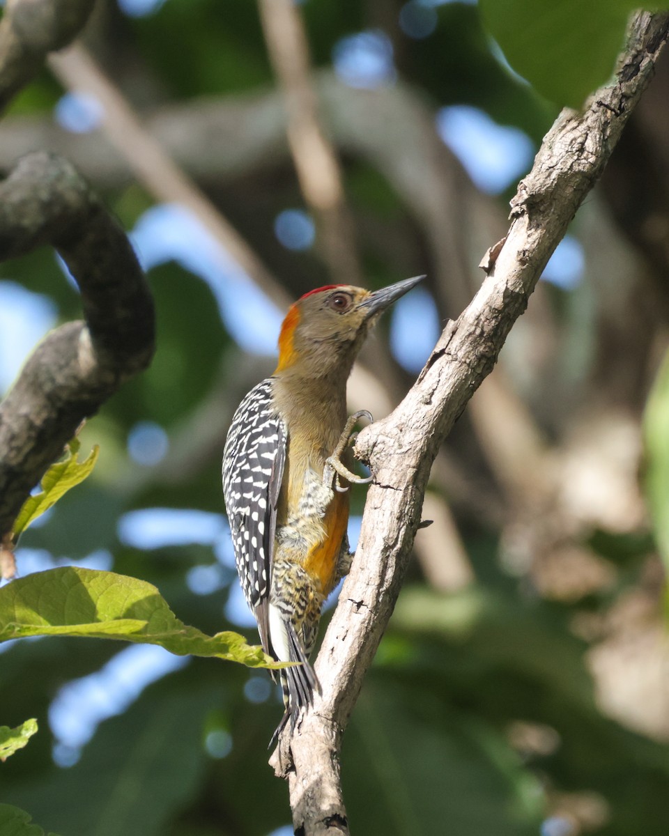 Hoffmann's Woodpecker - ML643646384