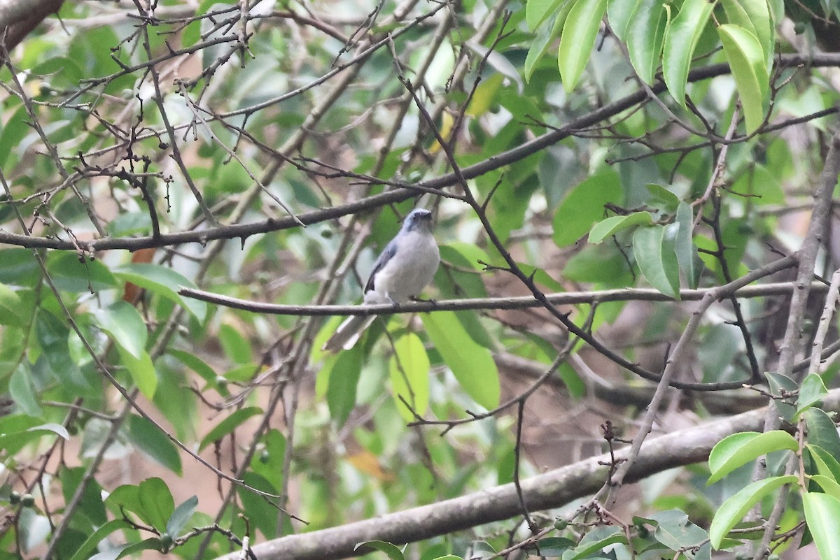 White-tailed Blue Flycatcher - ML643646396