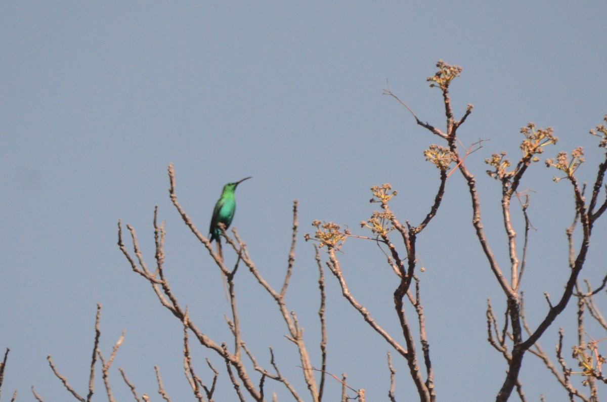 Malachite Sunbird - ML643646404