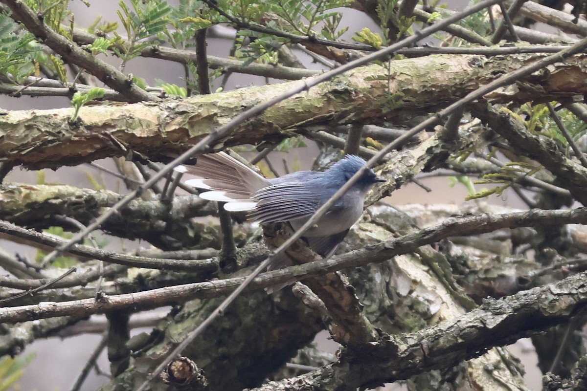 White-tailed Blue Flycatcher - ML643646406
