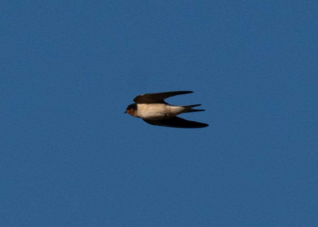 Barn Swallow - ML643646409