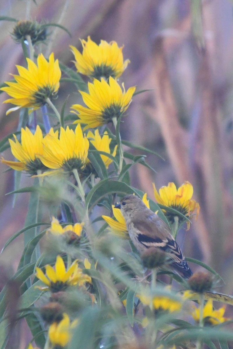 American Goldfinch - ML643646410
