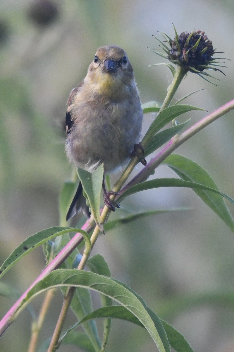 American Goldfinch - ML643646411