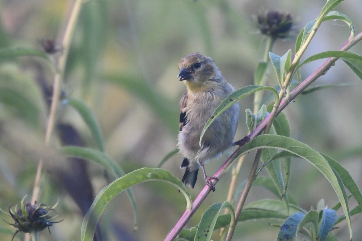 American Goldfinch - ML643646412