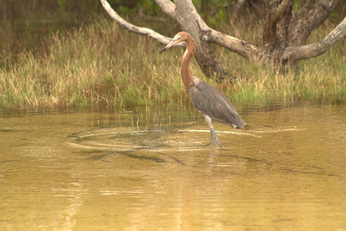 Reddish Egret - ML643646417