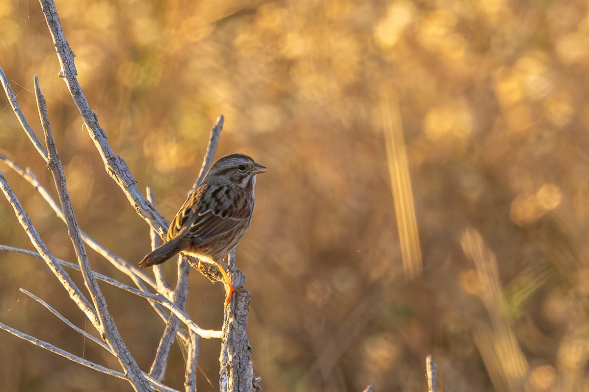 Song Sparrow - ML643646419
