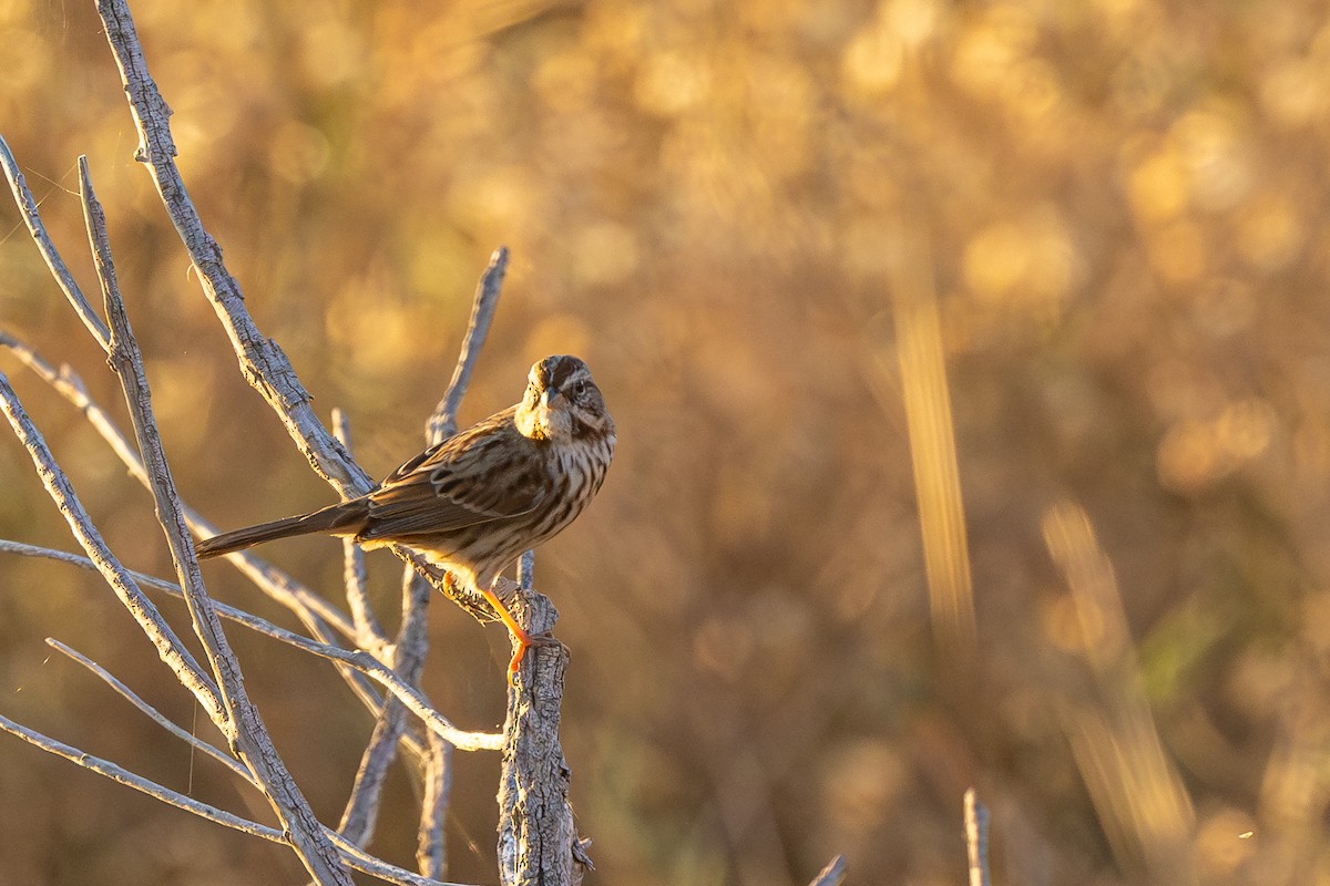 Song Sparrow - ML643646420