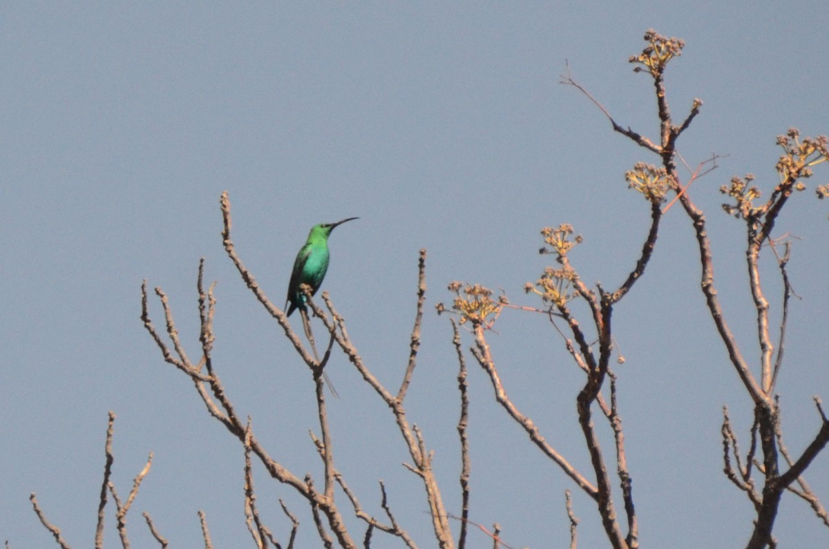 Malachite Sunbird - ML643646422